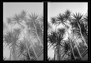 Screenshot. Left: JPEG file produced by Vuescan (I use these as previews to my pics, a bit as a contact sheet. Vuescan can do much better than that but it requires considerable work). Right: the picture after inverting the linear Tiff scan of the negative in ColorPerfect and processing the positive image in Lightroom.